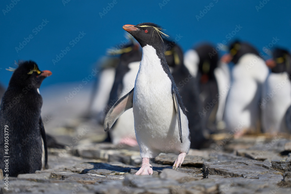 Naklejka premium Rockhopper Penguins (Eudyptes chrysocome) at their colony on the coast of Bleaker Island in the Falkland Islands