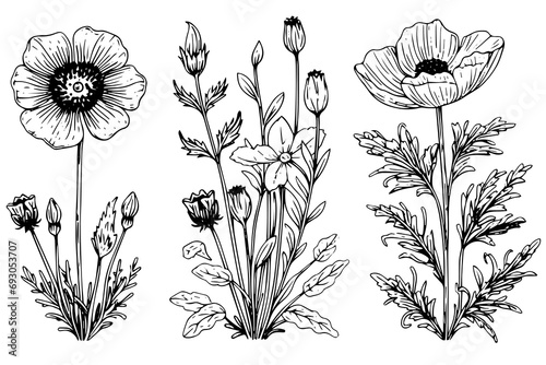 Hand drawn ink sketch of meadow wild flower set. Engraved style vector illustration #693053707