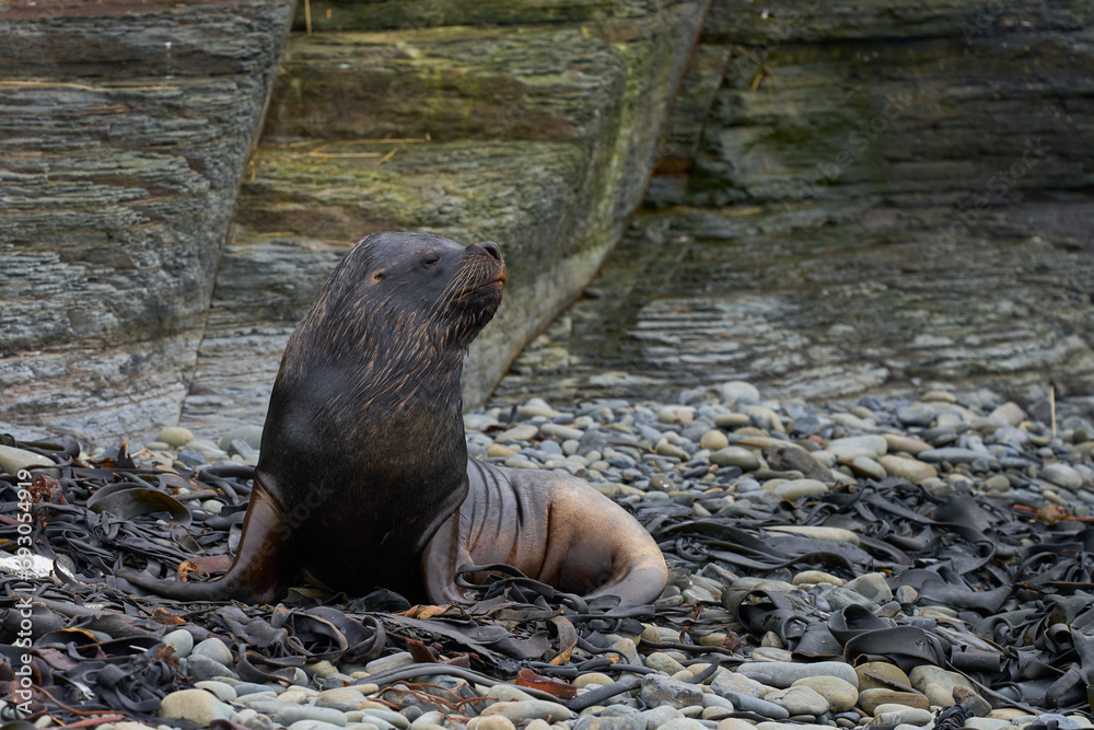 Fototapeta premium Male Southern Sea Lion (Otaria flavescens) on the coast of Bleaker Island in the Falkland Islands.