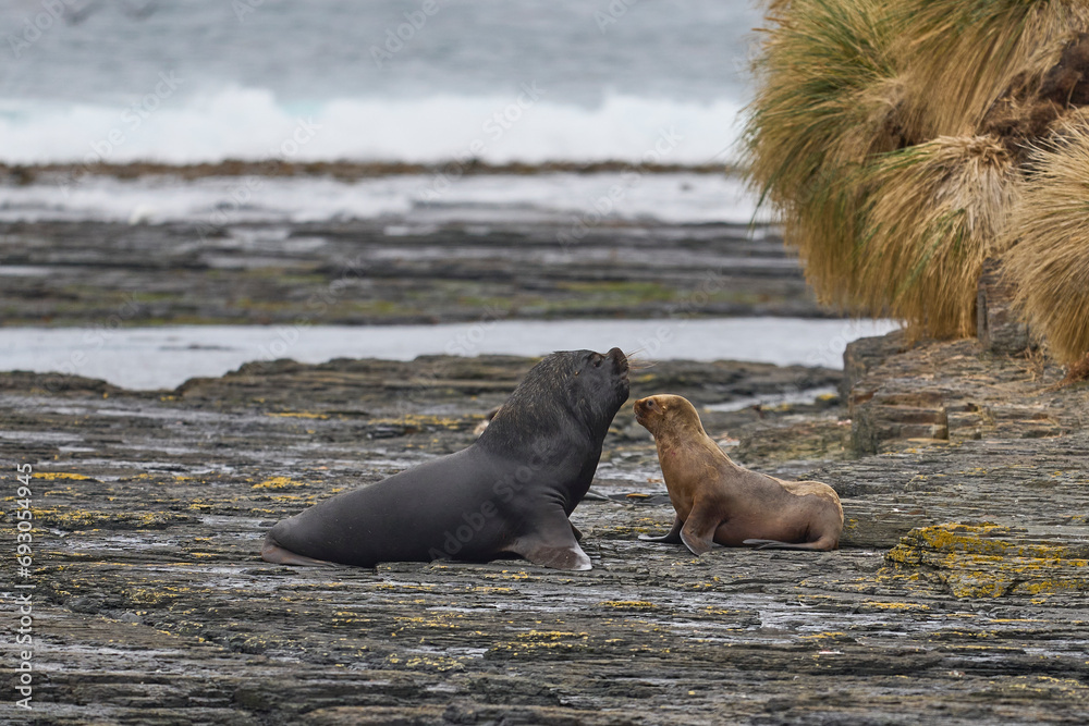 Fototapeta premium Large male Southern Sea Lion (Otaria flavescens) courting a young female on the coast of Bleaker Island in the Falkland Islands.