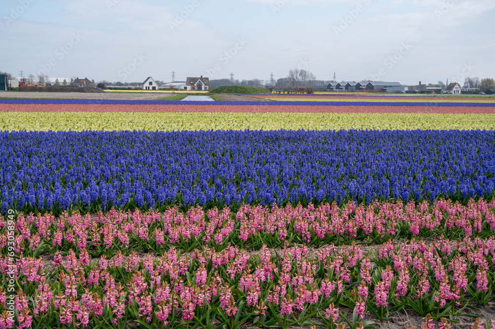 Dutch spring, colorful hyacinths flowers in blossom on farm fields in april near Lisse, North Holland, the Netherlands Dutch spring, colorful hyacinths flowers in blossom on farm fields in april near Lisse, North Holland, the Netherlands