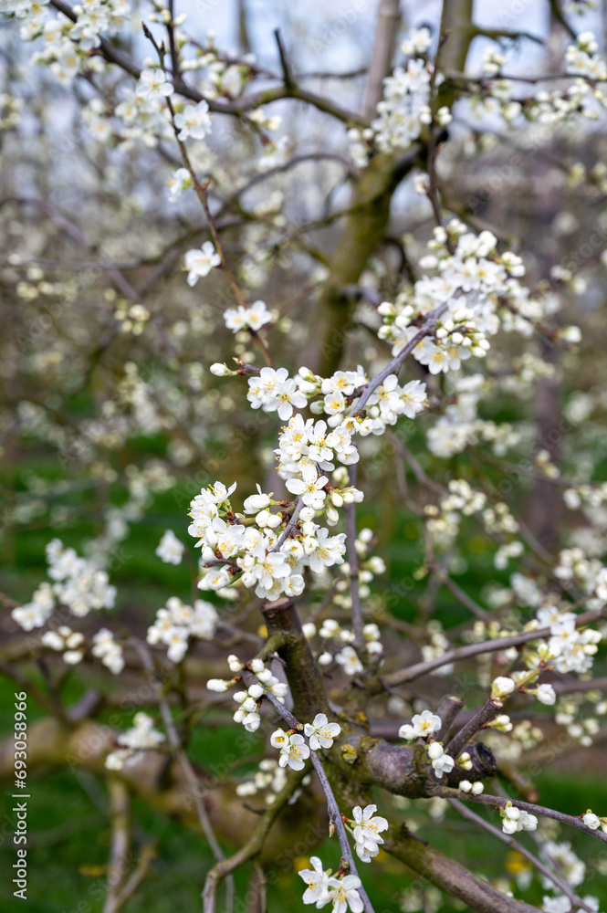 Spring white blossom of sweet cherry tree, orchard with fruit trees in Betuwe, Netherlands in april