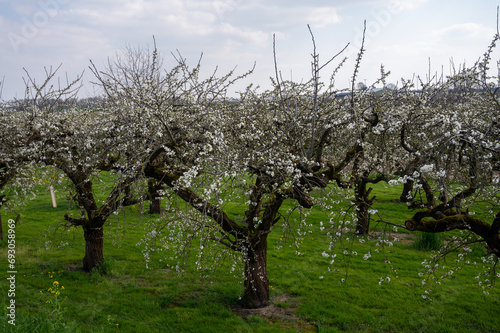 Spring white blossom of old plum prunus tree, orchard with fruit trees in Betuwe, Netherlands in april