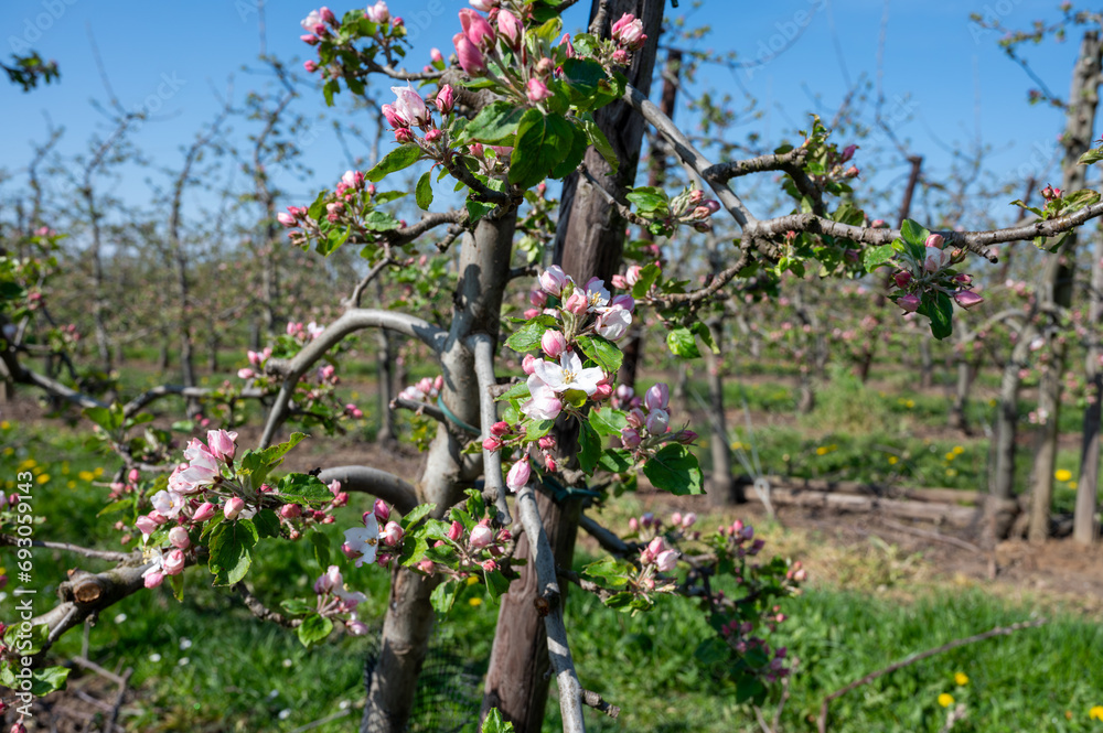 Fototapeta premium Spring pink blossom of apple trees in orchard, fruit region Haspengouw in Belgium
