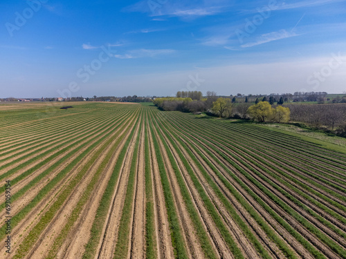 Green asparagus sprouts growing on bio farm field in Limburg  Belgium  aerial view