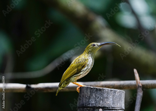 streaked spiderhunter bird with Torch ginger flower birdwatching in the forest photo