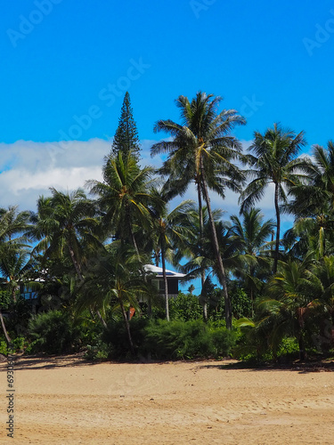 palm trees on the beach