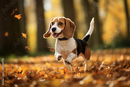 Fall / Autumn colors Beagle hound dog with ears moving in the wind, park floor covered with leaves © Fabio