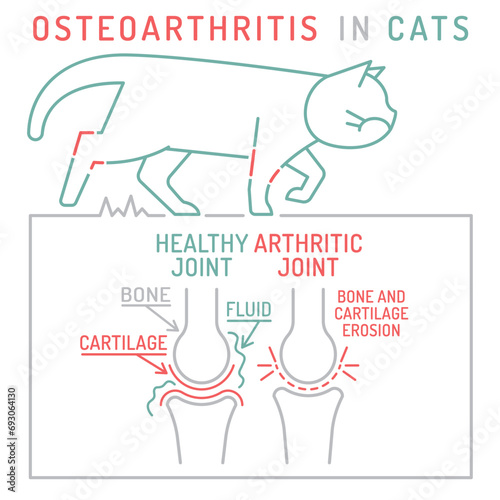 Arthritis, osteoarthritis in cats. Widespread feline disease.