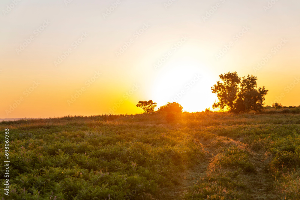 Fototapeta premium Beautiful golden sunrise in a field with green grass and tree. Stunning scenery and tranquility.