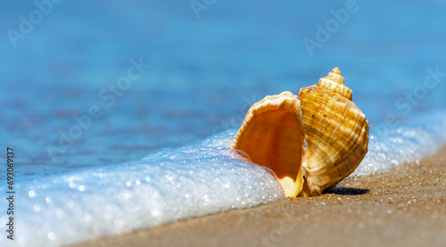 seashell closeup on the sand of a resort beach without people in Egypt