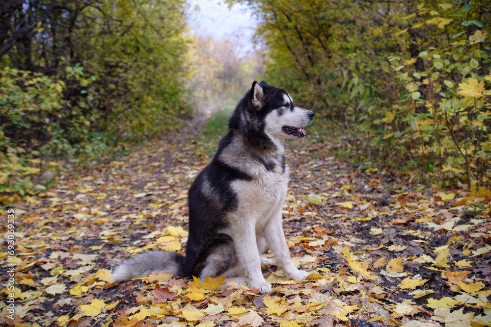 Obraz premium Alaskan malamute