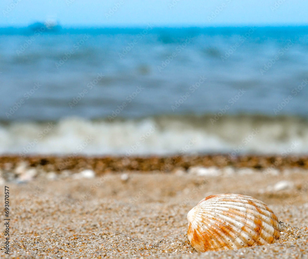 bright striped shell in quartz sand against the blue sea bright striped shell in quartz sand against the blue sea