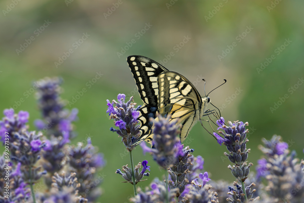 Old World Swallowtail or common yellow swallowtail (Papilio machaon) sitting on lavender in Zurich, Switzerland Old World Swallowtail or common yellow swallowtail (Papilio machaon) sitting on lavender in Zurich, Switzerland