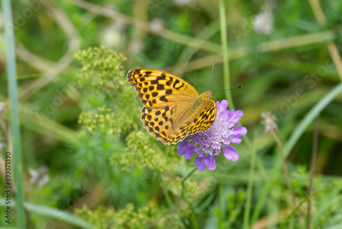 Silver-washed Fritillary butterfly (Argynnis paphia) sitting on a small scabious in Zurich, Switzerland photo