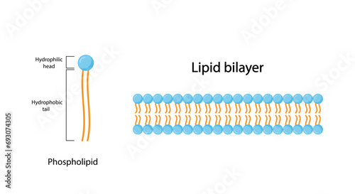 Lipid bilayer. Phospholipid Molecule Structure. Hydrophilic Head which is a polar head and Hydrophobic Tails which are hydrophobic fatty acid tails. Cell membrane component. Vector Illustration.
