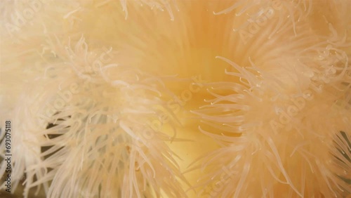 Sea anemone Metridium senile, order Actiniaria. Predator, catches food with tentacles. Tentacles close-up. White Sea photo