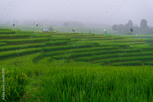 Beautiful morning view indonesia Panorama Landscape paddy fields with beauty color and sky natural light