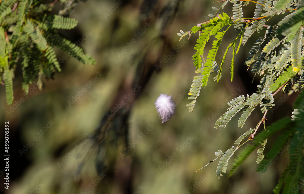 Single, symbolic feather floats downward in conceptual image suggestive of species loss, memory, grief, time, and cycles of life Single, symbolic feather floats downward in conceptual image suggestive of species loss, memory, grief, time, and cycles of life