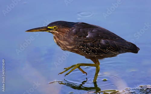 Green Heron lifts foot while walking and stalking prey in shallow water of urban Tucson pond