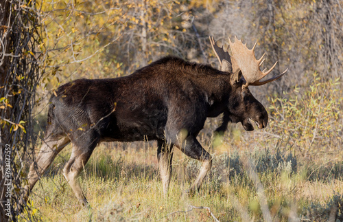 Bull Moose During the fall Rut in Wyoming