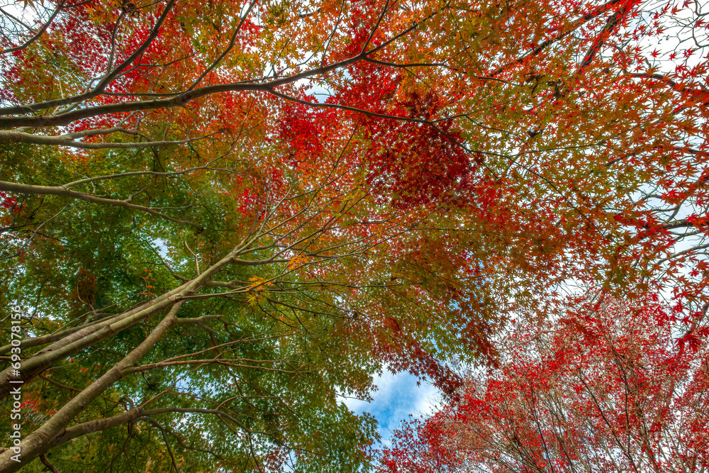 Tree Canopy on the Magome to Tsumago Trail, Magome, Japan Tree Canopy on the Magome to Tsumago Trail, Magome, Japan