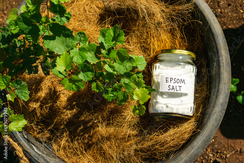 Using epsom salt, magnesium sulfate in home garden and agricultural field concept, for soil improvment photo