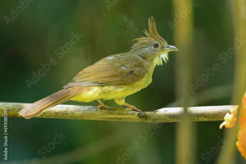 Puff-throated Bulbul on branch birdwatching in the forest     photo