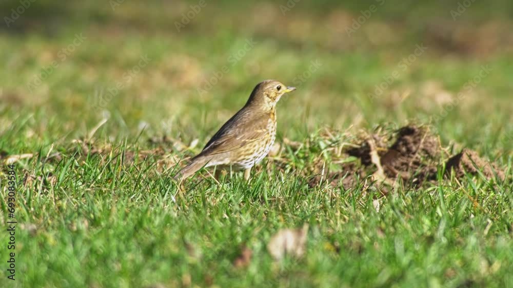 one Fieldfare runs across a meadow and looks for food one Fieldfare runs across a meadow and looks for food