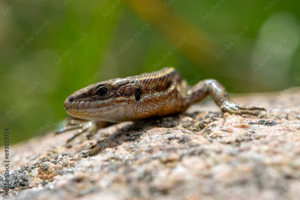 Viviparous lizard on a rock Viviparous lizard on a rock