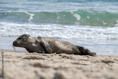 Seal lies on the beach