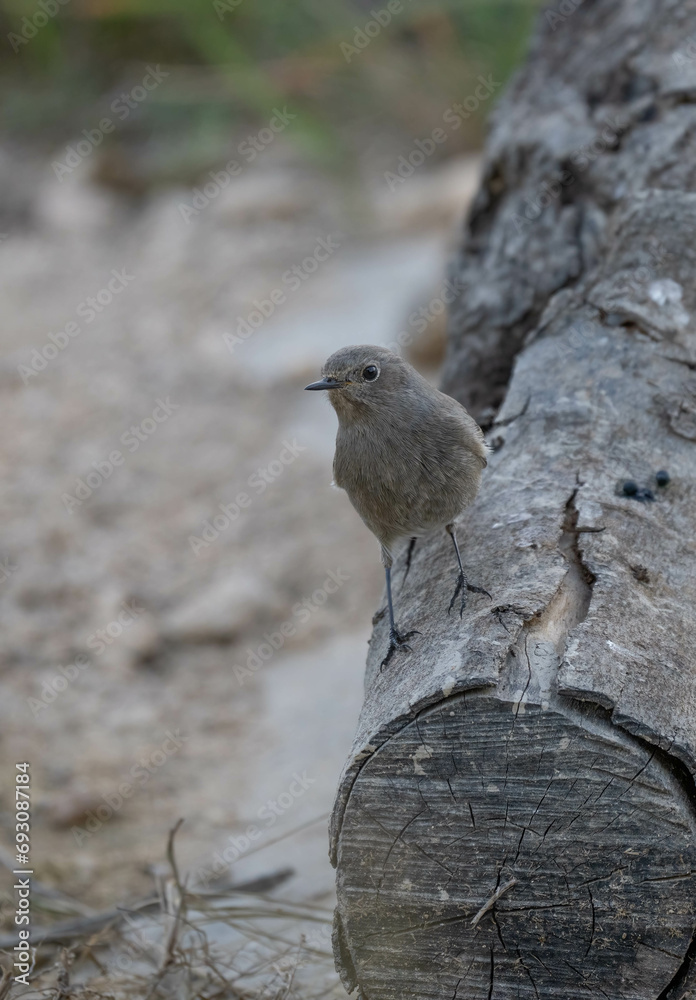 Fototapeta premium The female of the black redstart 
