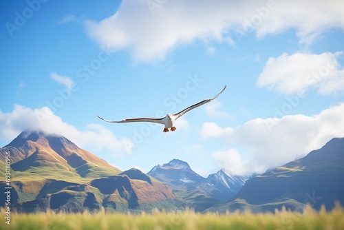 albatross in flight with a mountain backdrop