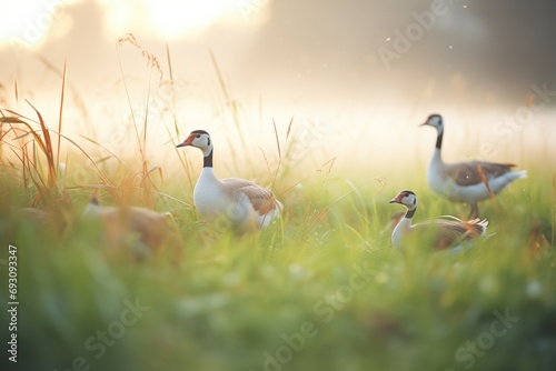 dew on grass with geese feeding at dawn photo