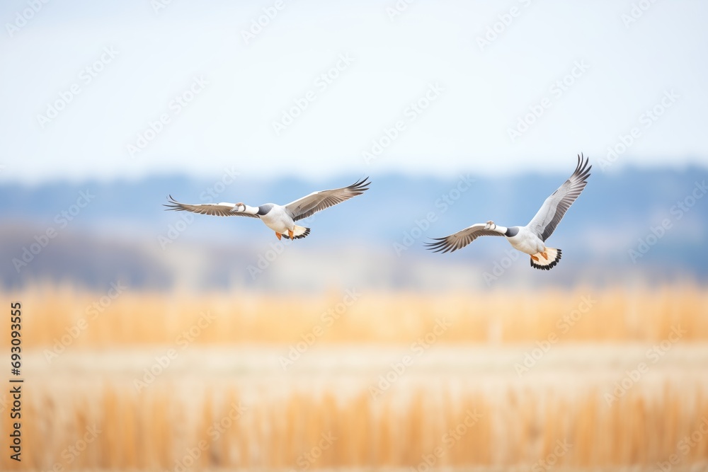 Fototapeta premium perfectly synchronized geese flight over field