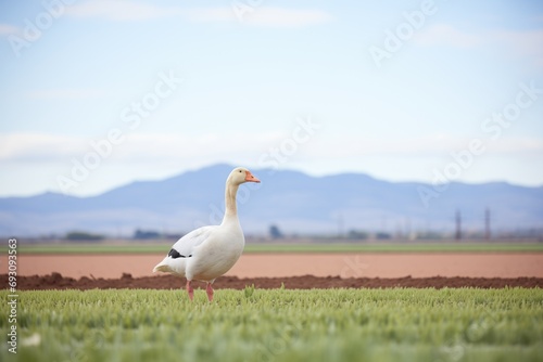lone goose grazing, with distant hills backdrop © primopiano