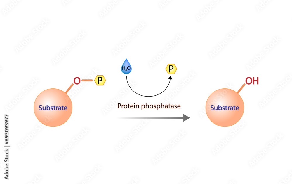 Protein phosphatase is an enzyme that removes a phosphate group from