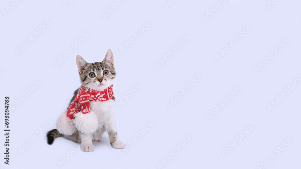 Christmas Cat wearing a red knitted scarf sitting on white background. New Year greeting card. Santa kitten. Tiny Kitten. Merry Christmas. Beautiful web banner. Copy space. Holiday background