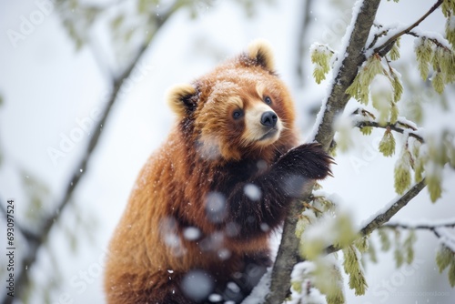 red panda in a tree during a light snowfall © primopiano