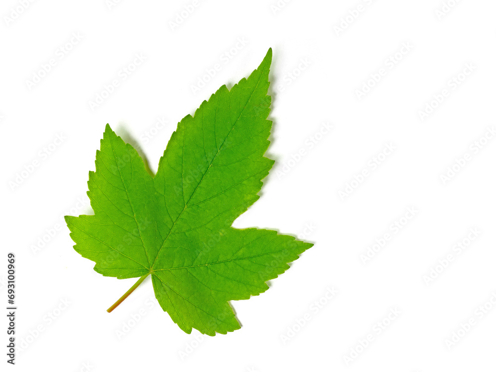 Blatt vom Ahorn vor weißen Hintergrund Blatt vom Ahorn vor weißen Hintergrund