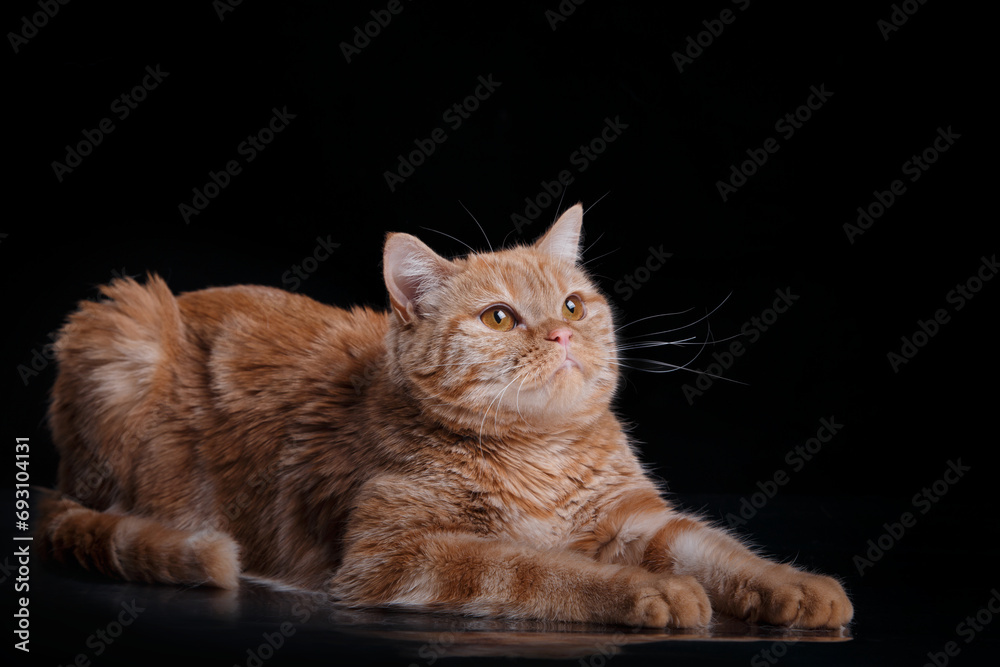 Ginger cat lounges, black studio backdrop. A poised feline with amber eyes and lush fur shines in the spotlight
