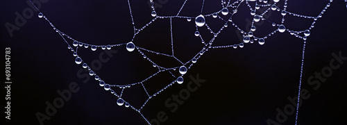 Droplets Ballet: Graceful Spider in a Dewy Web Performance