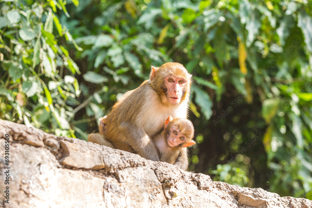 Rhesus macaques at Swayambhunath Buddhist Temple Center in Kathmandu, Nepal