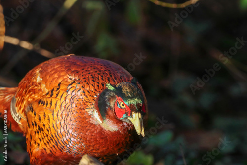 A beautiful animal portrait of a Pheasant Bird