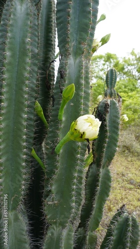 Closeup of plant cereus jamacaru with flower also known as Queen of the night, Cardeiro, Mandacaru photo