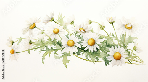 watercolor drawing small daisies, white sheet, paper texture, empty white background