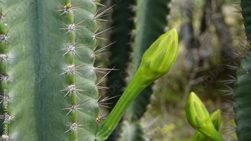 Closeup of plant cereus jamacaru with flower also known as Queen of the night, Cardeiro, Mandacaru photo