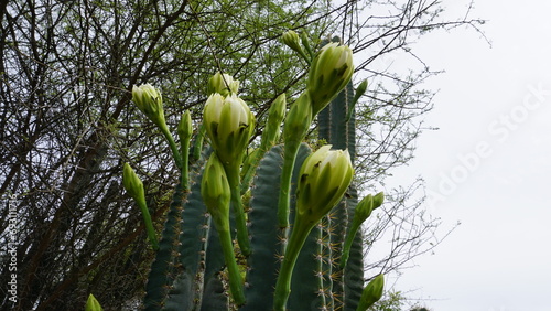 Closeup of plant cereus jamacaru with flower also known as Queen of the night, Cardeiro, Mandacaru photo