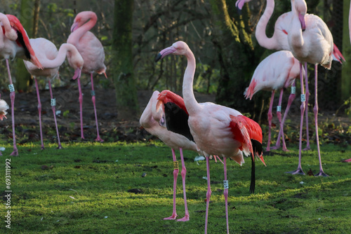 A beautiful animal portrait of a flock of Pink Flamingo with their wings spread