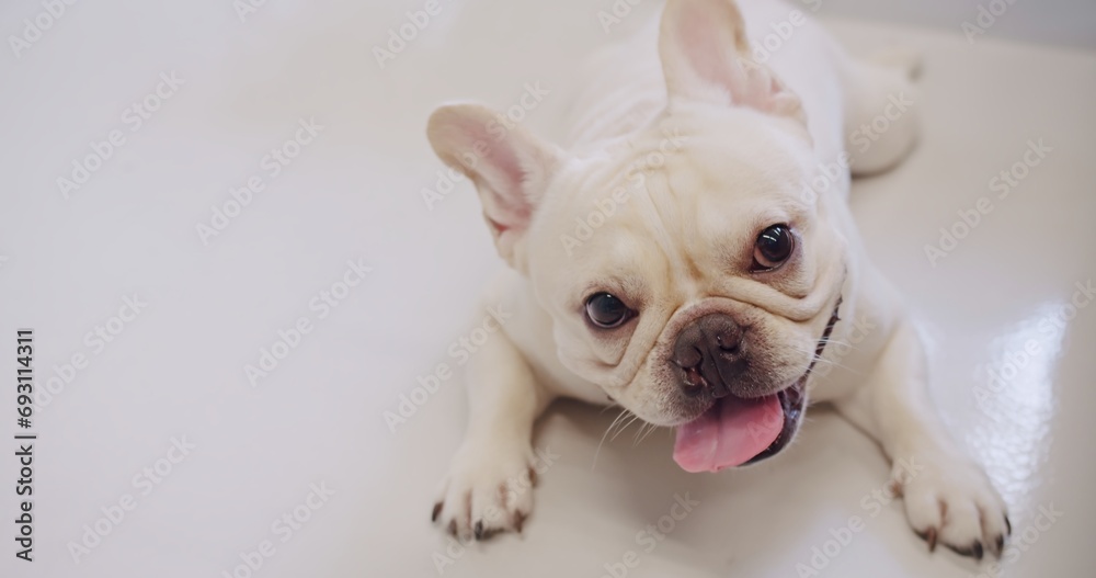 Portrait attractive cute white French bulldog lying relaxing looking at camera in living room